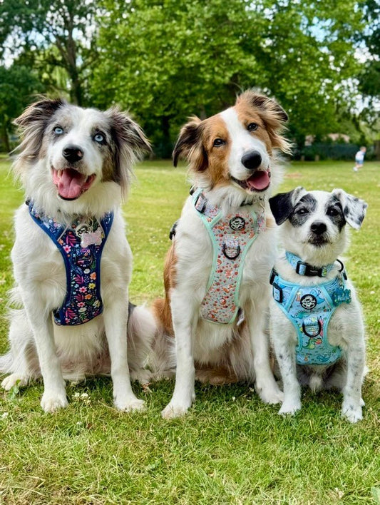 Rugged Rover No Pull Dog Harness With Handle - PupClub Couture