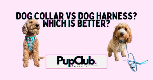 PupClub Couture - Dog Collar vs dog Harness