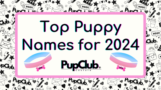Top 10 Puppy Names for 2024 - Girl & Boy!
