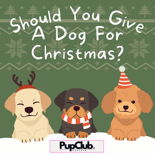 PupClub Couture - Should Dogs be given for Christmas