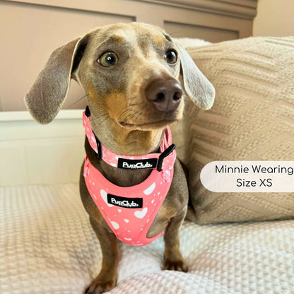 Saausage Dog wearing PupClub Couture Adjustable Dog Harness - Peachy Hearts