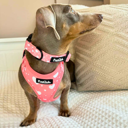 Sausage Dog wearing PupClub Couture Collar - Peachy Hearts