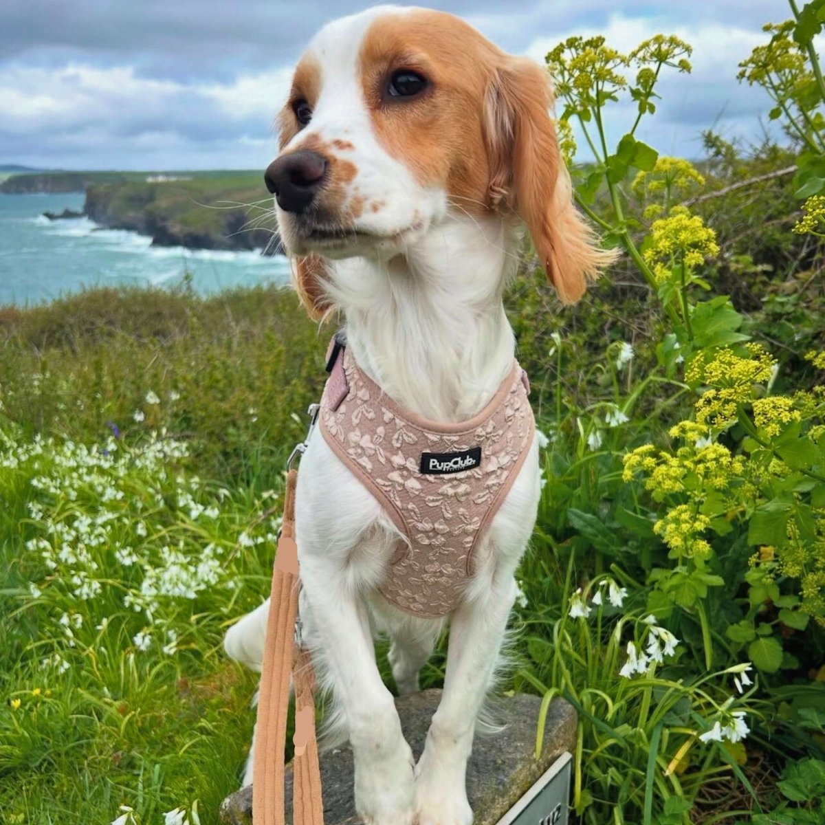 dog wearing LUXE adjustable dog harness - Toffee Latte Petals small - PupClub Couture