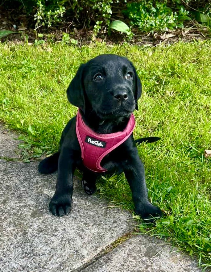Labrador puppy wearing Step-In Dog Harness - Berry Red - Pupclub Couture