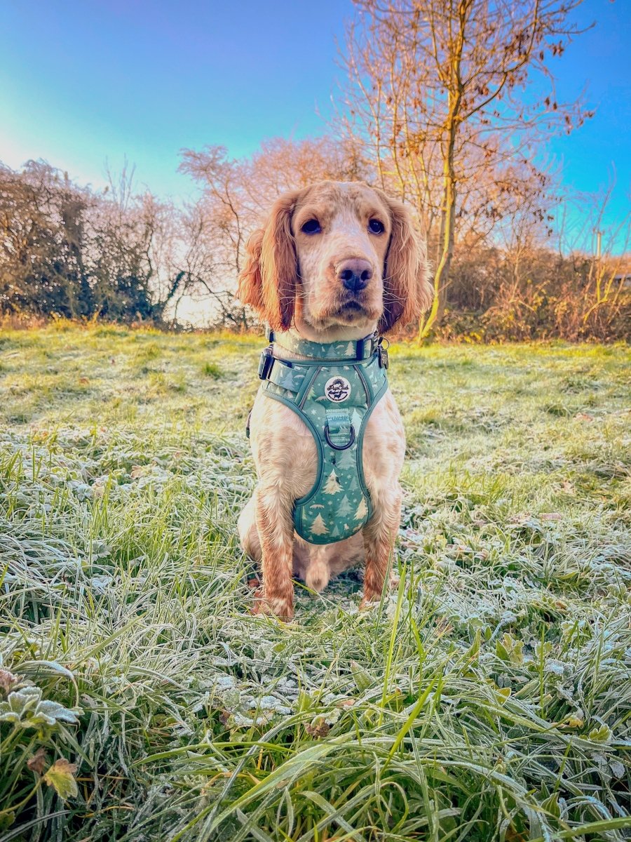 Spaniel Dog wearing Rugged Rover No Pull Dog Harness - Pupclub couture