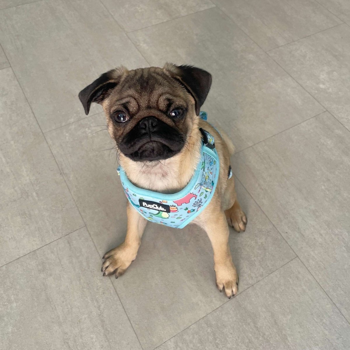 Adjustable Dog Harness - Jurassic Party - Pupclub Couture