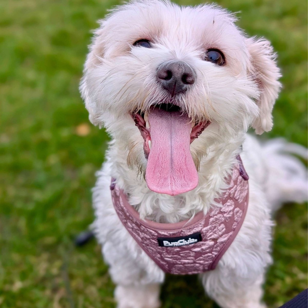 adjustable dog harness - LUXE Mocha Petals - pupclub couture