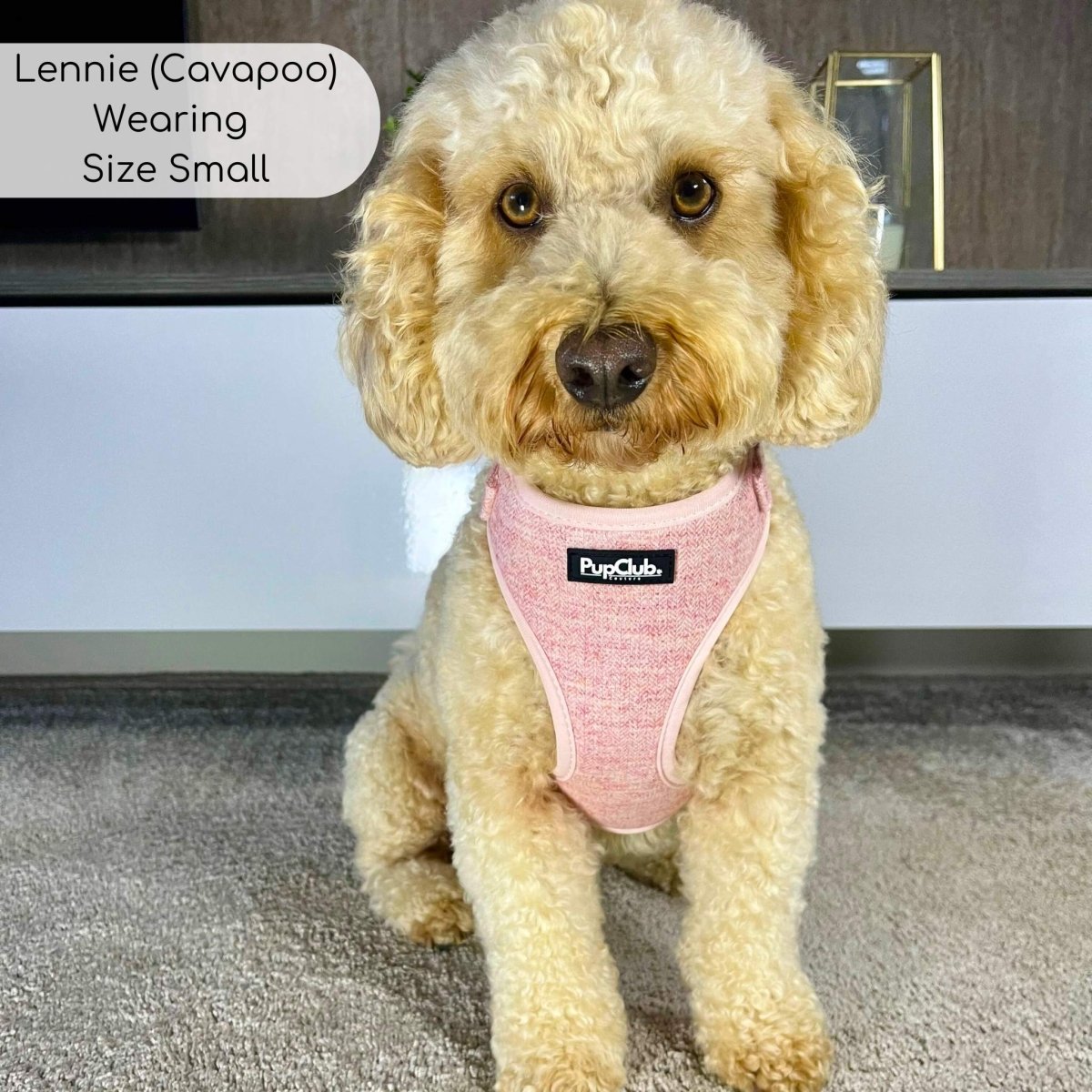Cavapoo wearing Adjustable dog harness - pink tweed - Pupclub Couture