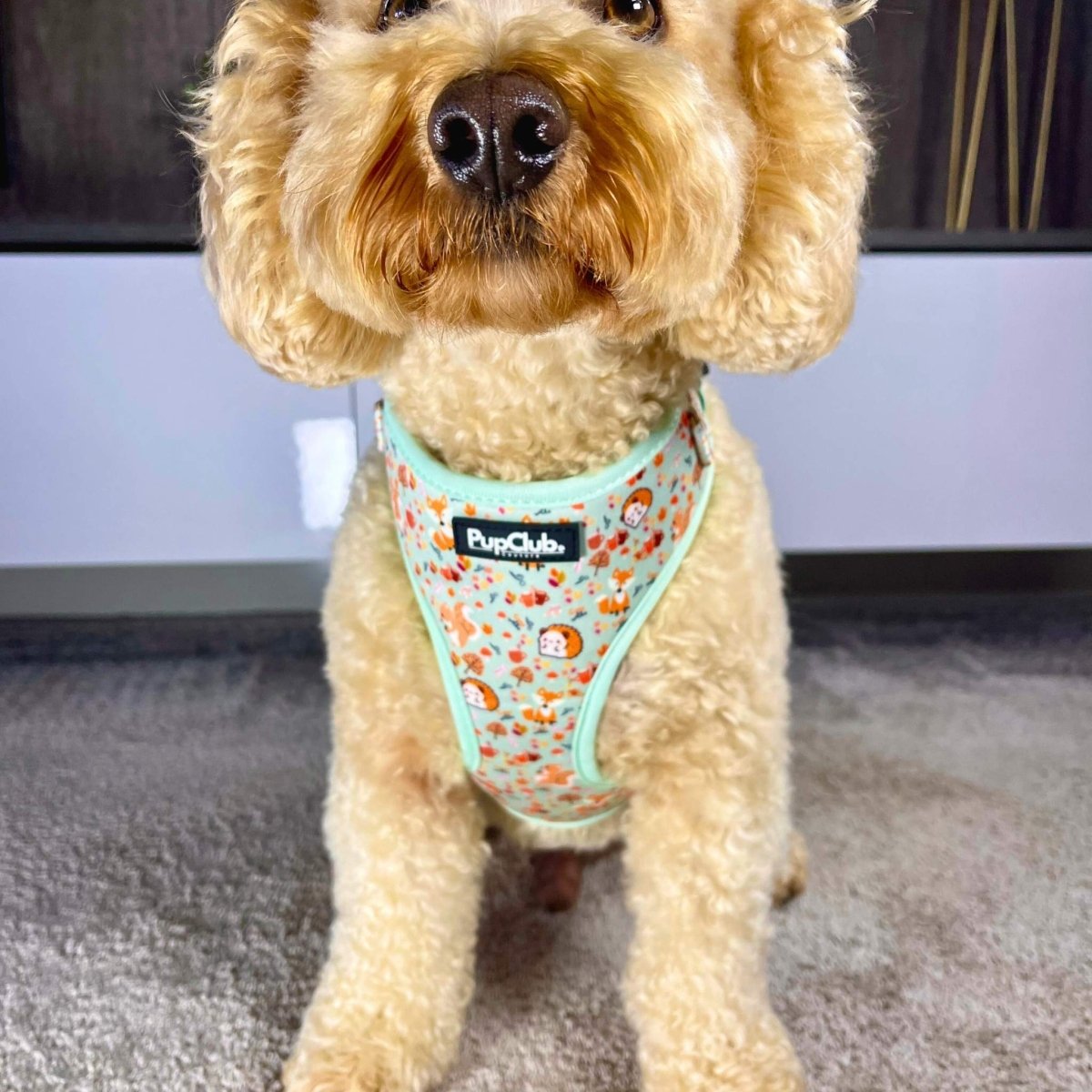 Cockapoo wearing Adjustable Dog Harness - Woodland Friends - Pupclub Couture