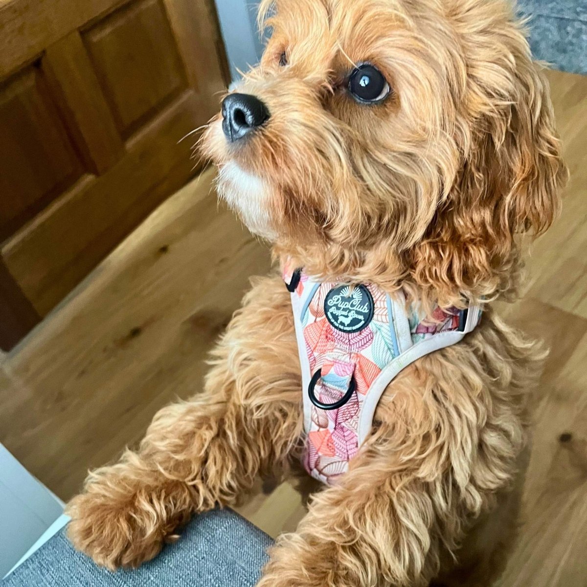 Adjustable Dog Harness - autumn Breeze - PupClub couture