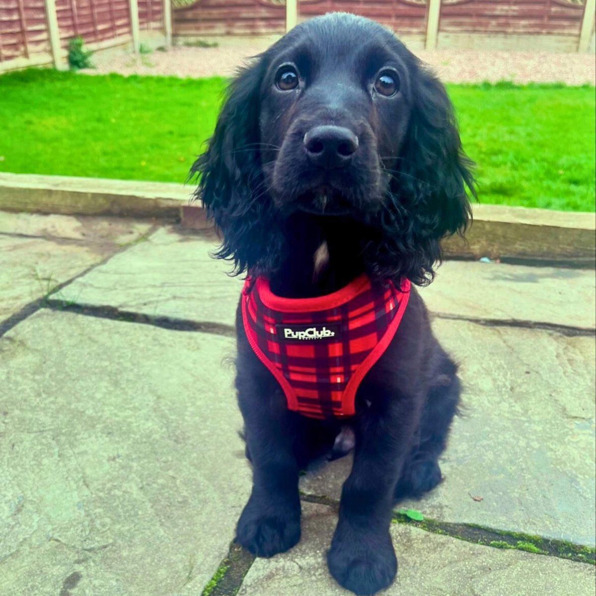 Adjustable Dog Harness - Red Tartan - Pupclub Couture