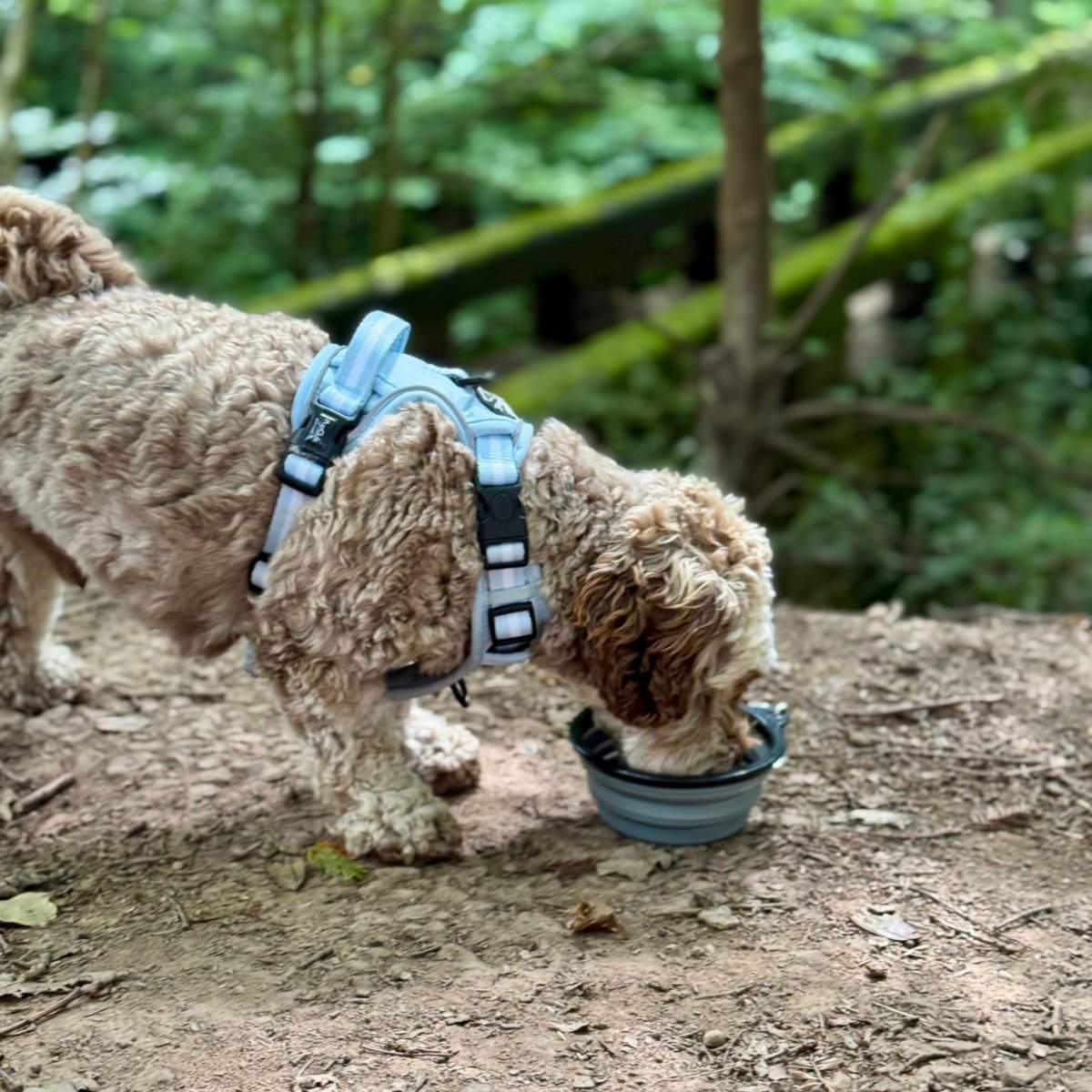 collapsible bowl - Pupclub Couture