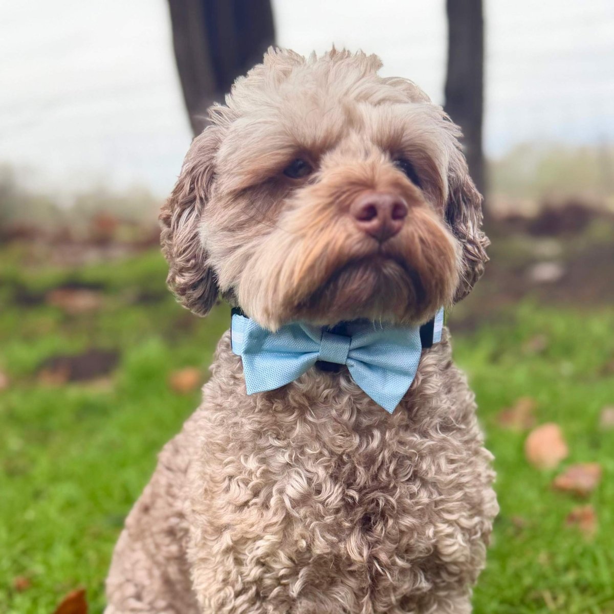 Dog Bows - Pastel Blue - Pupclub Couture