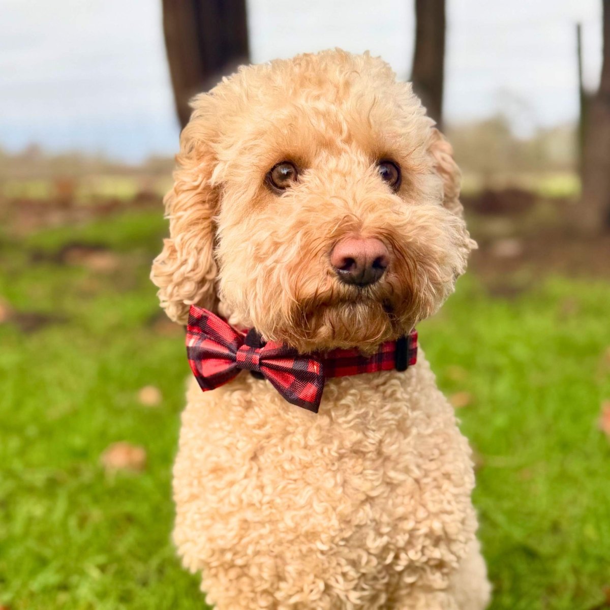 Dog Bows - Red Tartan - Pupclub Couture