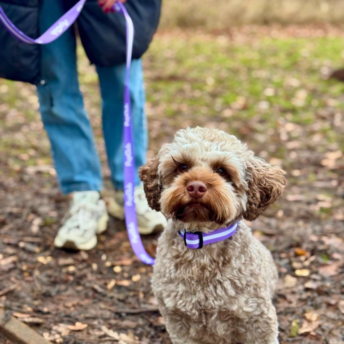 Dog Collar - Lilac Blush - Pupclub Couture