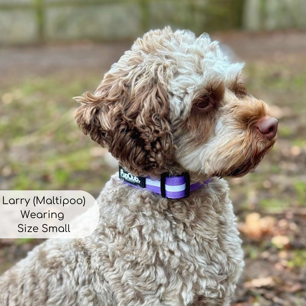 Dog Collar - Lilac Blush - Pupclub Couture