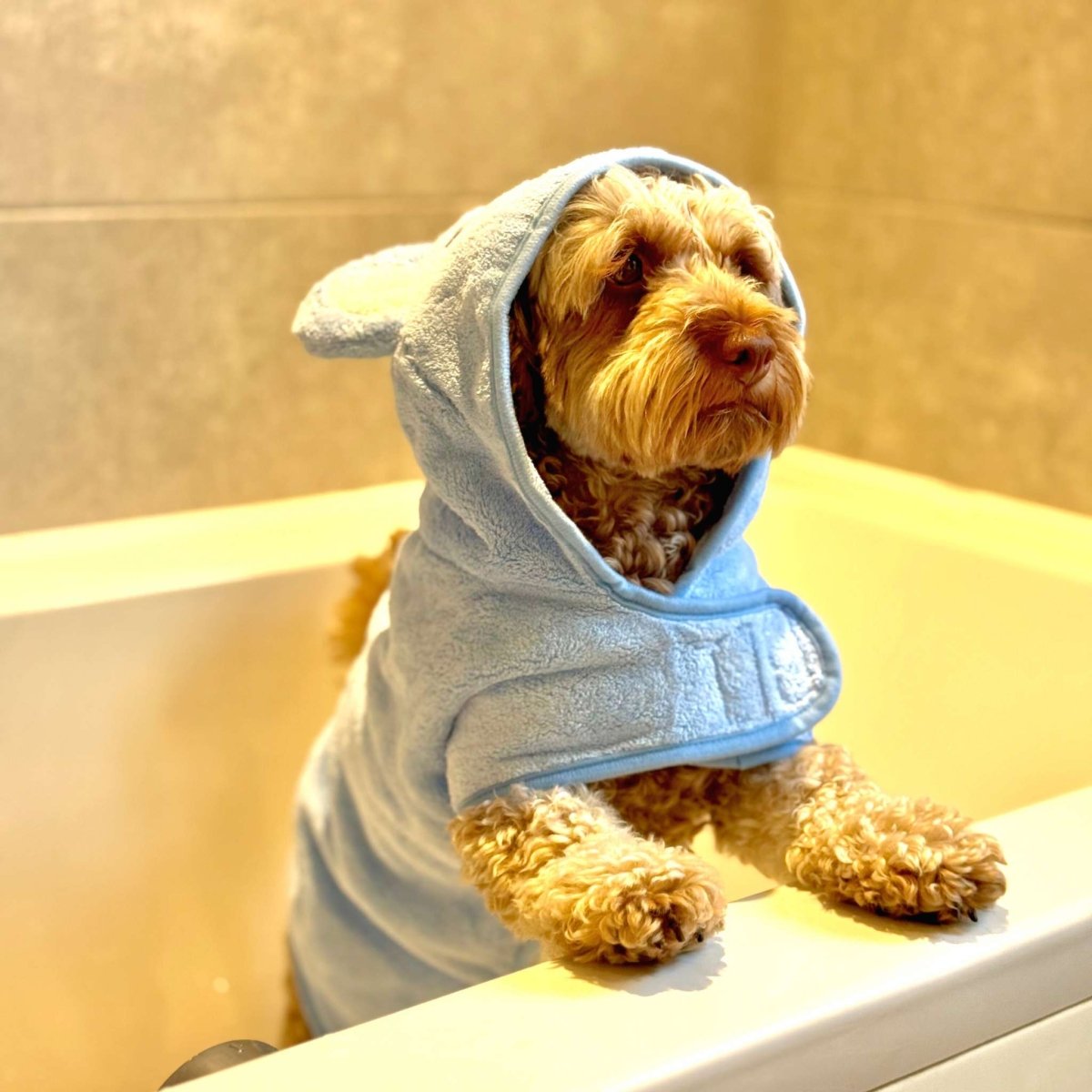 Dog in the bath wearing Dog Drying Robe - blue - Pupclub Couture