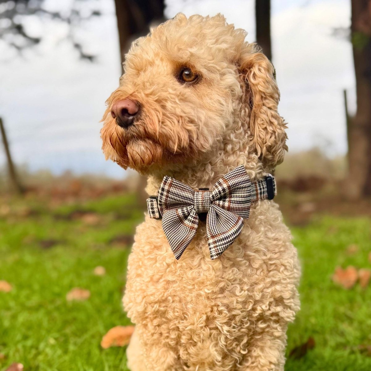 Dog Bow - Foxbury Plaid - Pupclub Couture