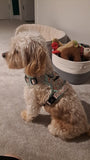 Cavapoo wearing Rugged Rover No Pull Dog Harness - Woodland Friends - Pupclub Couture