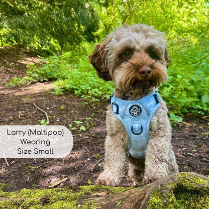 Maltipoo wearing small Pastel blue rugged rover dog harness from Pupclub Couture