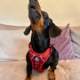 dachshund wearing Rugged Rover No Pull Dog Harness - Red Tartan - Pupclub Couture