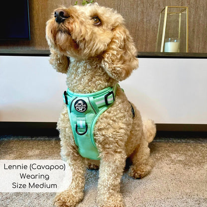 Cavapoo wearing medium pastel green rugged rover dog harness from Pupclub Couture