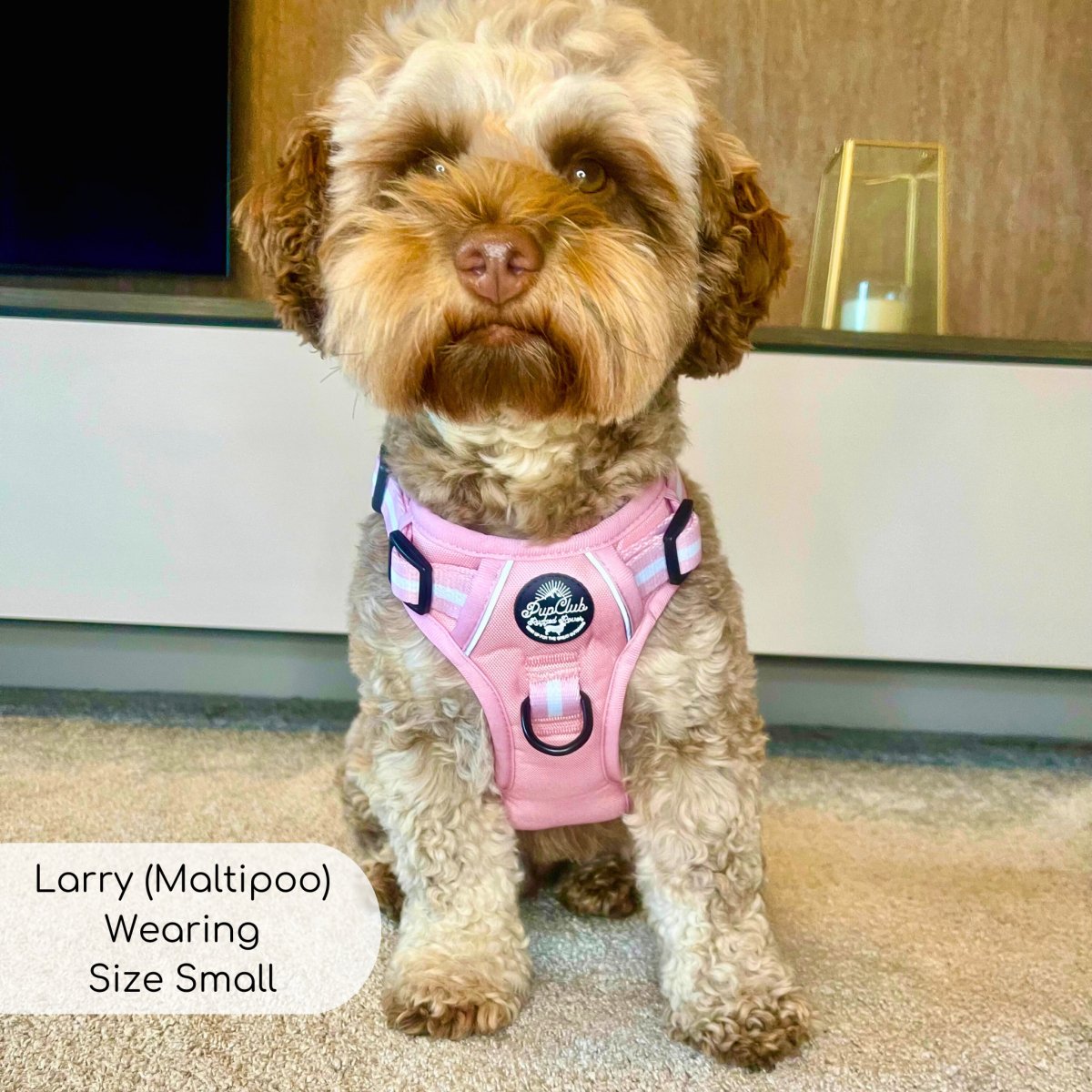 Maltipoo wearing small pastel pink rugged rover dog harness from Pupclub Couture