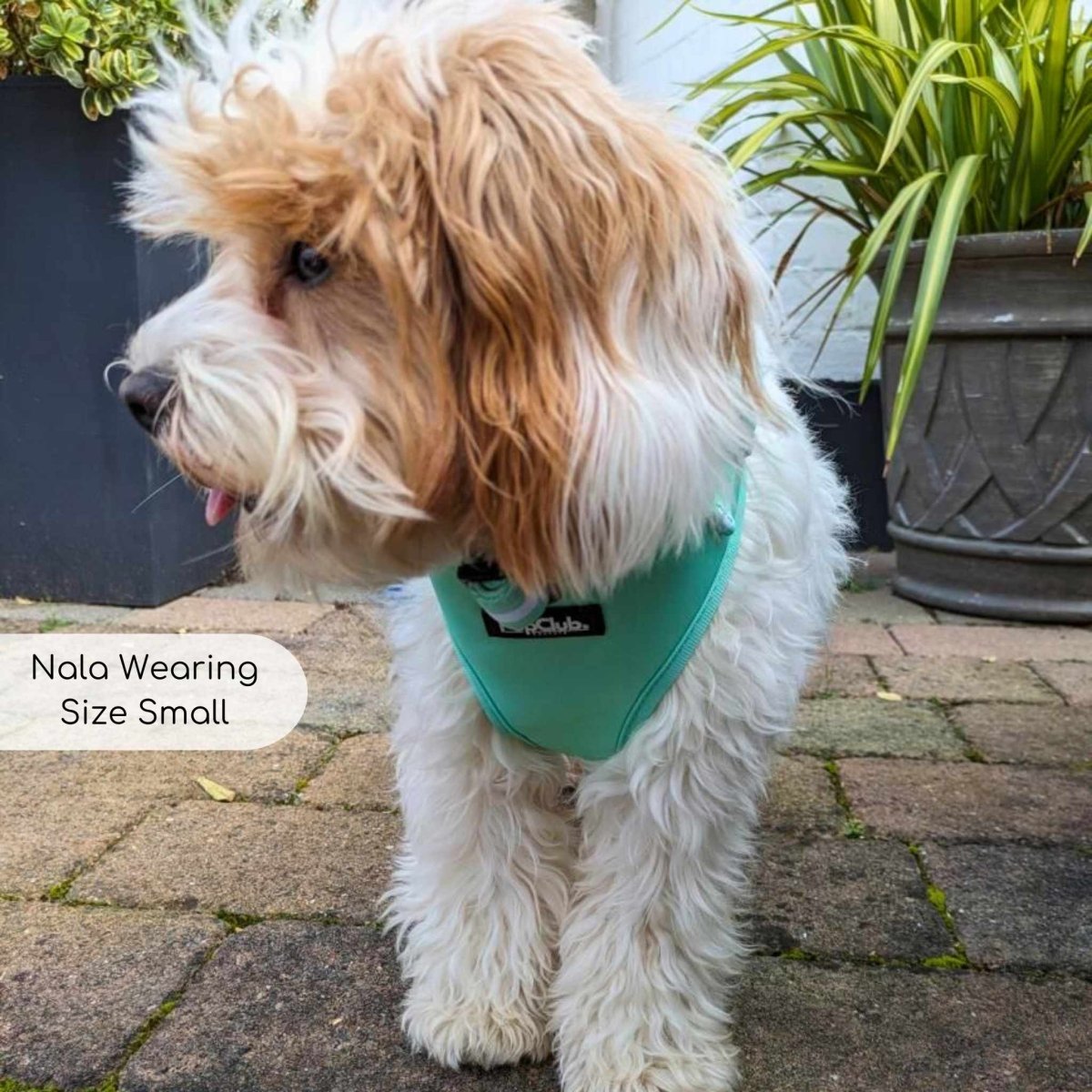 Adjustable dog harness green pupclub couture