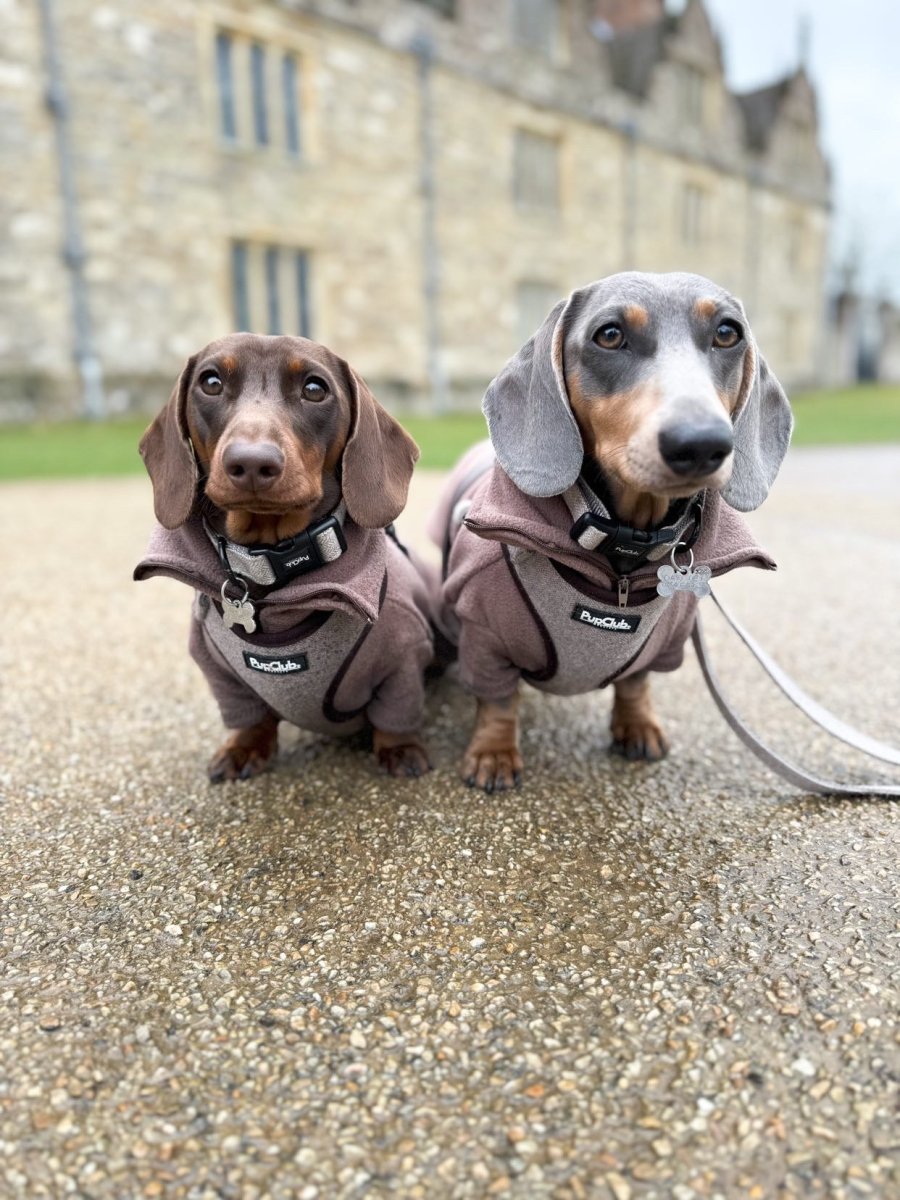 Adjustable dog harness tweed brown sausage dog pupclub couture