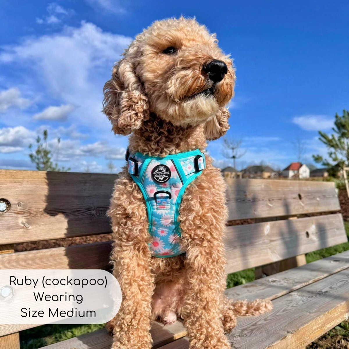 Rugged rover tough dog harness pastel daisy cockapoo - PupClub Couture
