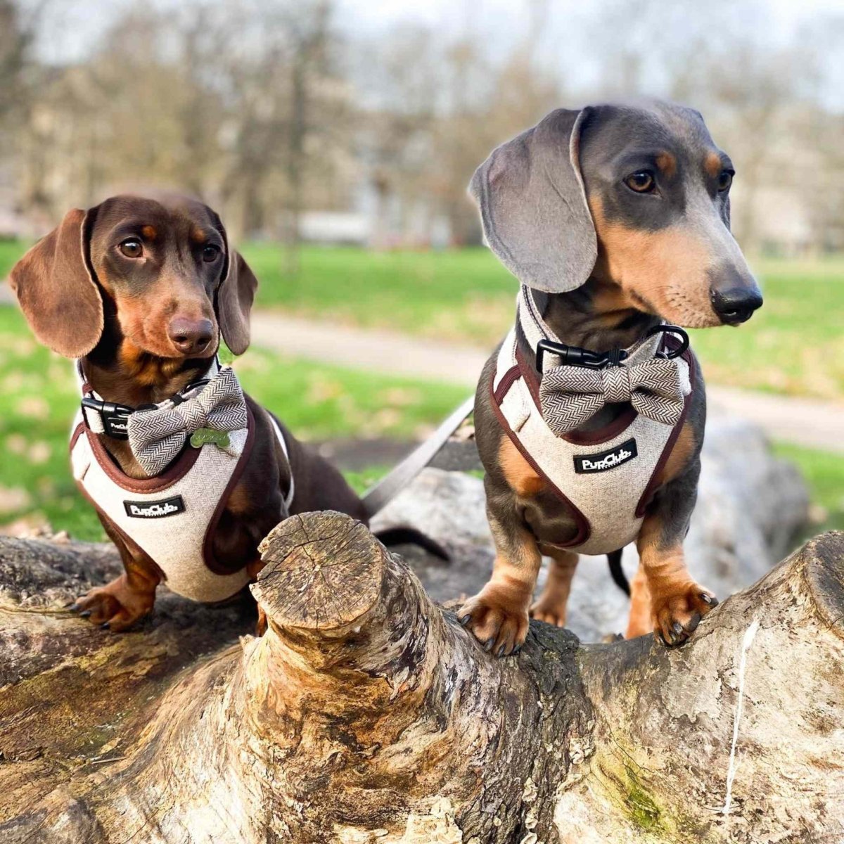 Tweed Adjustable Dog Harniss sausage dog - PupClubCouture