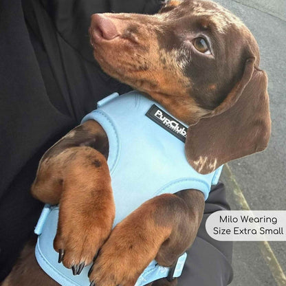 adjustable Dog harness pastel blue Dachshund Pupclub Couture