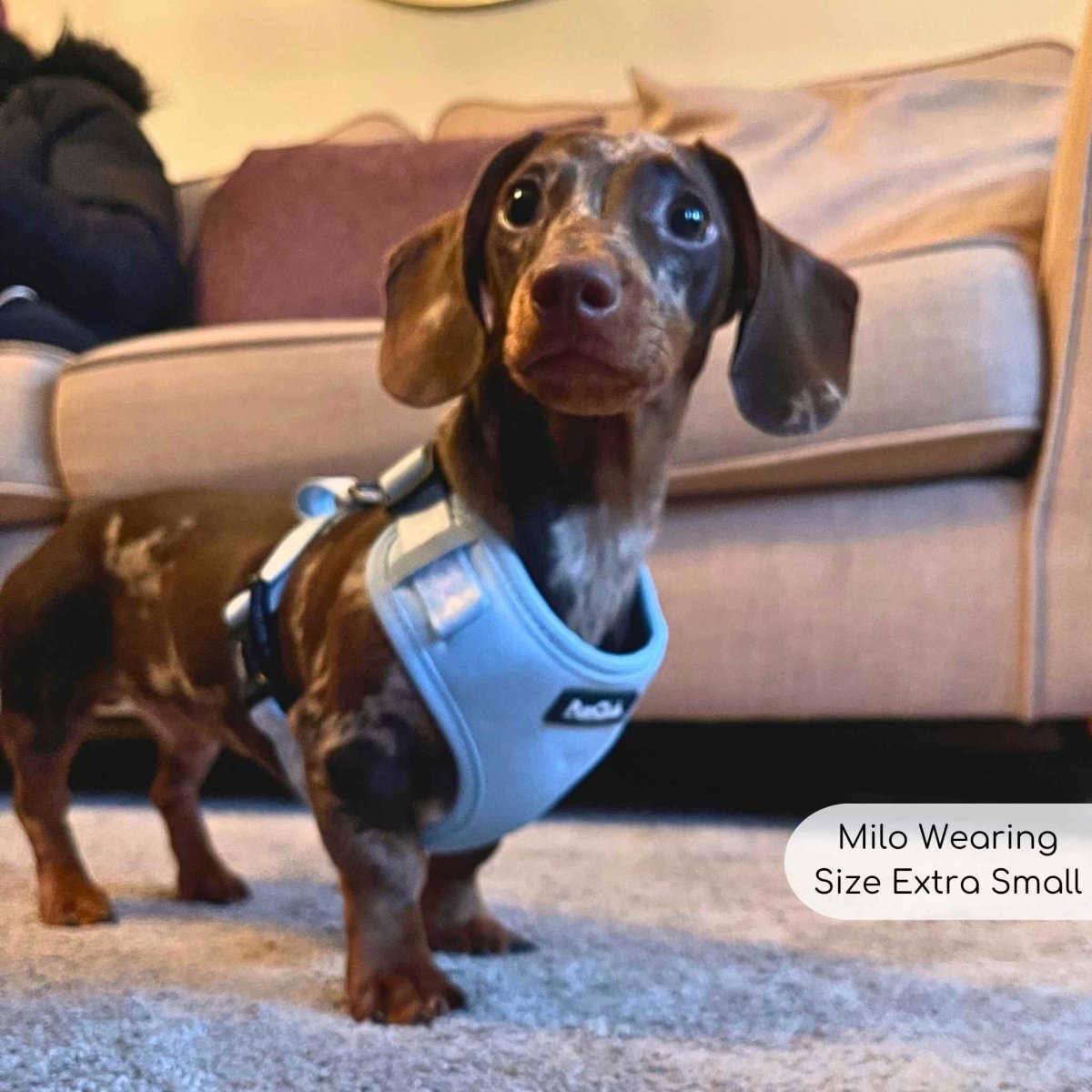 adjustable Dog harness pastel blue Sausage Dog Pupclub Couture