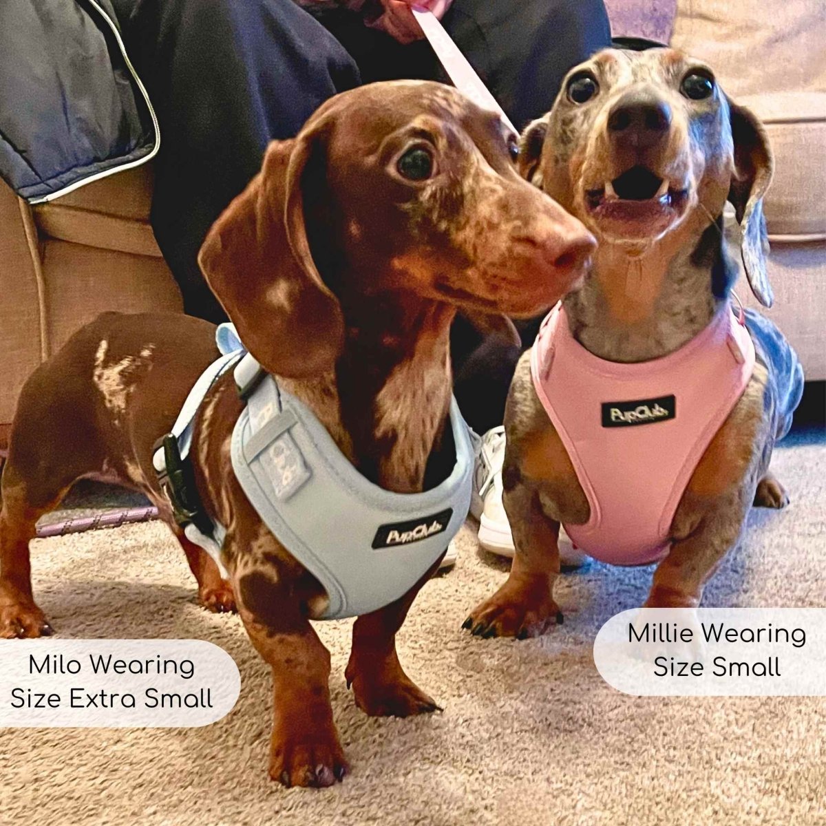 adjustable Dog harness pastel pink Blue Sausage Dog