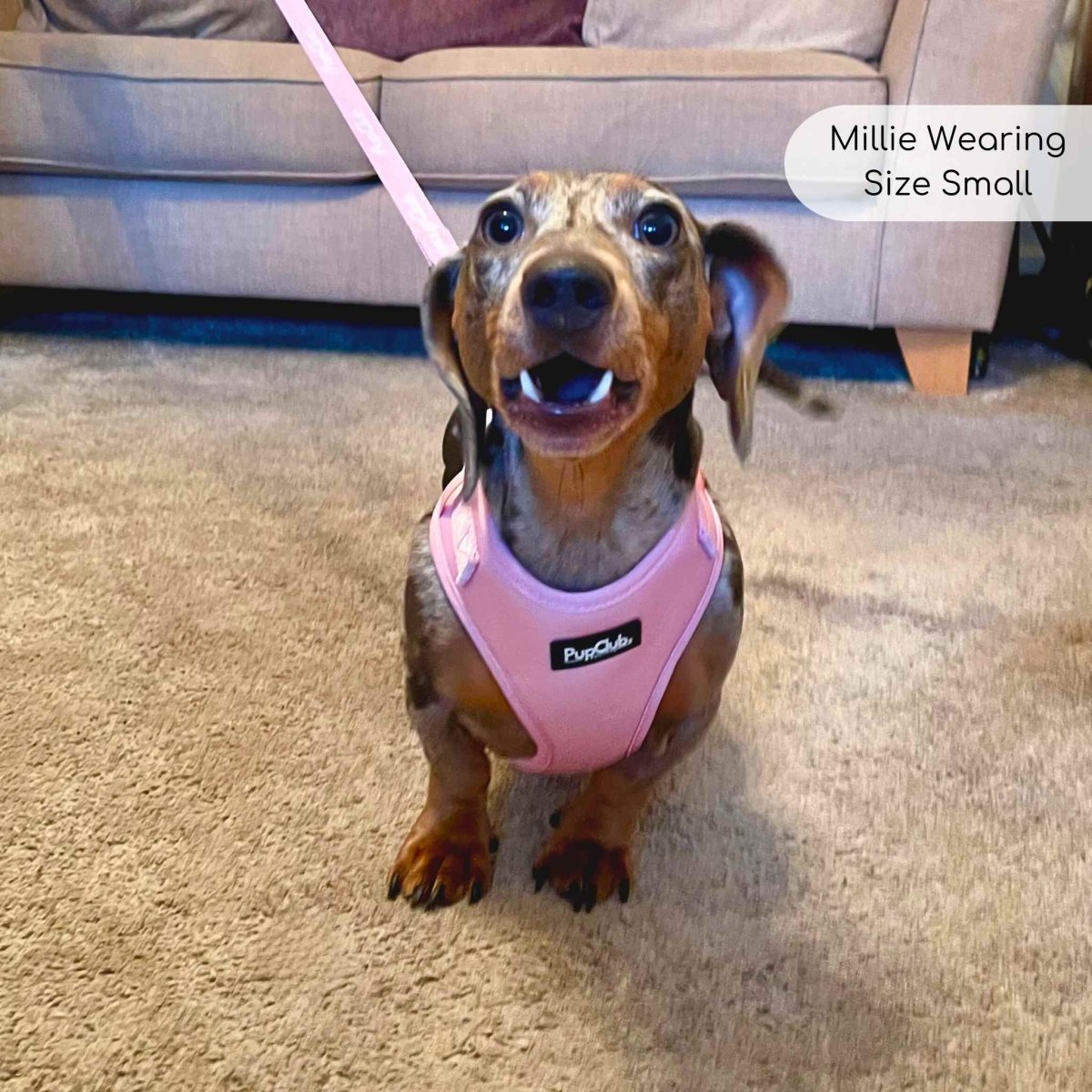 adjustable Dog harness pastel pink Sausage Dog