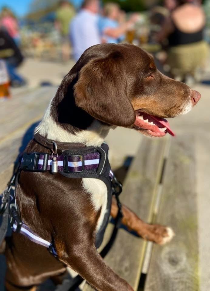 Front Clip Dog Harness UK 2026: What It Is, How It Works, and When to Use It