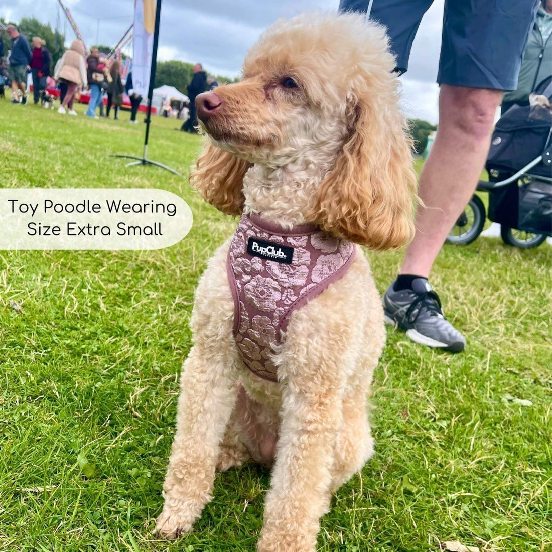 Poodle wearing Dog Harness from Pupclub Couture