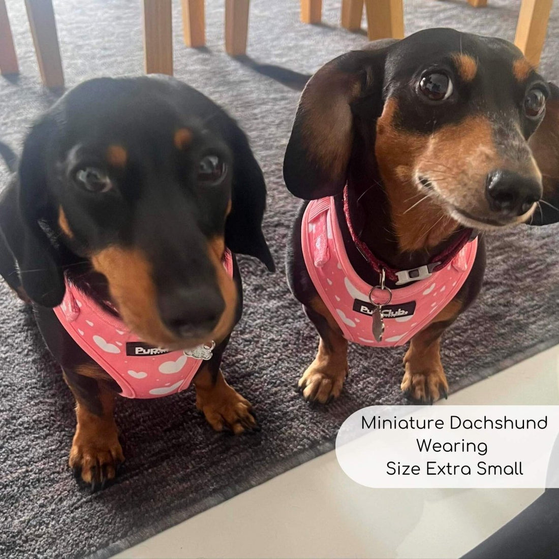 Best Harness for Dachshunds UK 2026: Complete IVDD Prevention Guide