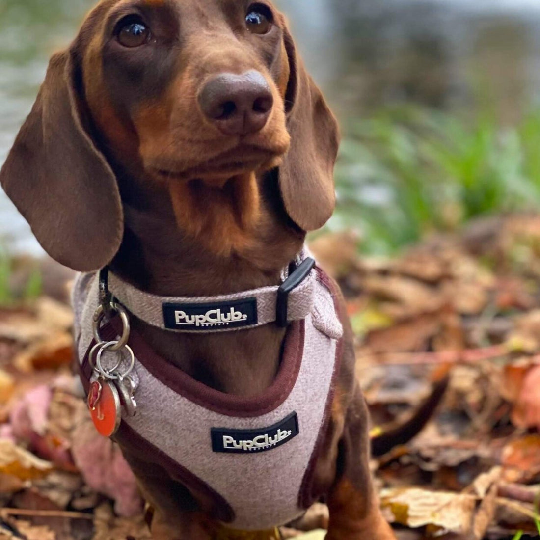 Dog Collar Size Guide UK 2026: How to Measure &amp; Size Perfectly