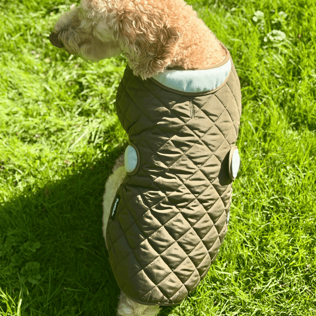 Cockapoo puppy wearing a quilted dog coat in Foxbury Plaid