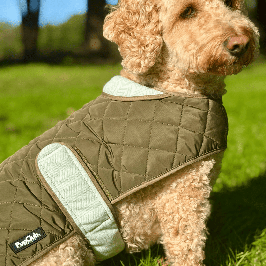 Quilted water-resistant dog coat on a damp autumn walk