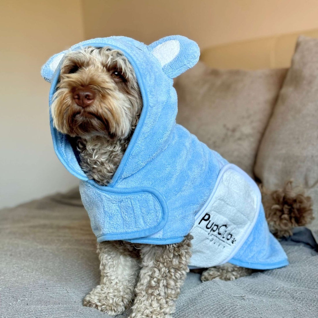 Dog wearing a blue towelling drying robe after a wet walk