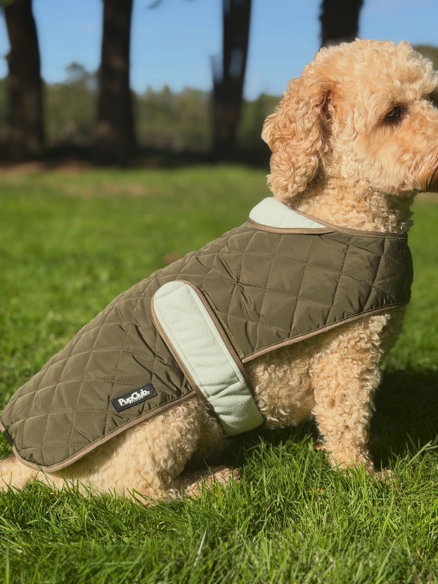 Cockapoo wearing the Kahki Green quilted dog coat over a harness on a winter walk