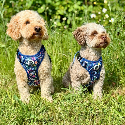 Summer Dog Safety Guide: Keeping Your Pup Safe and Stylish in the Heat