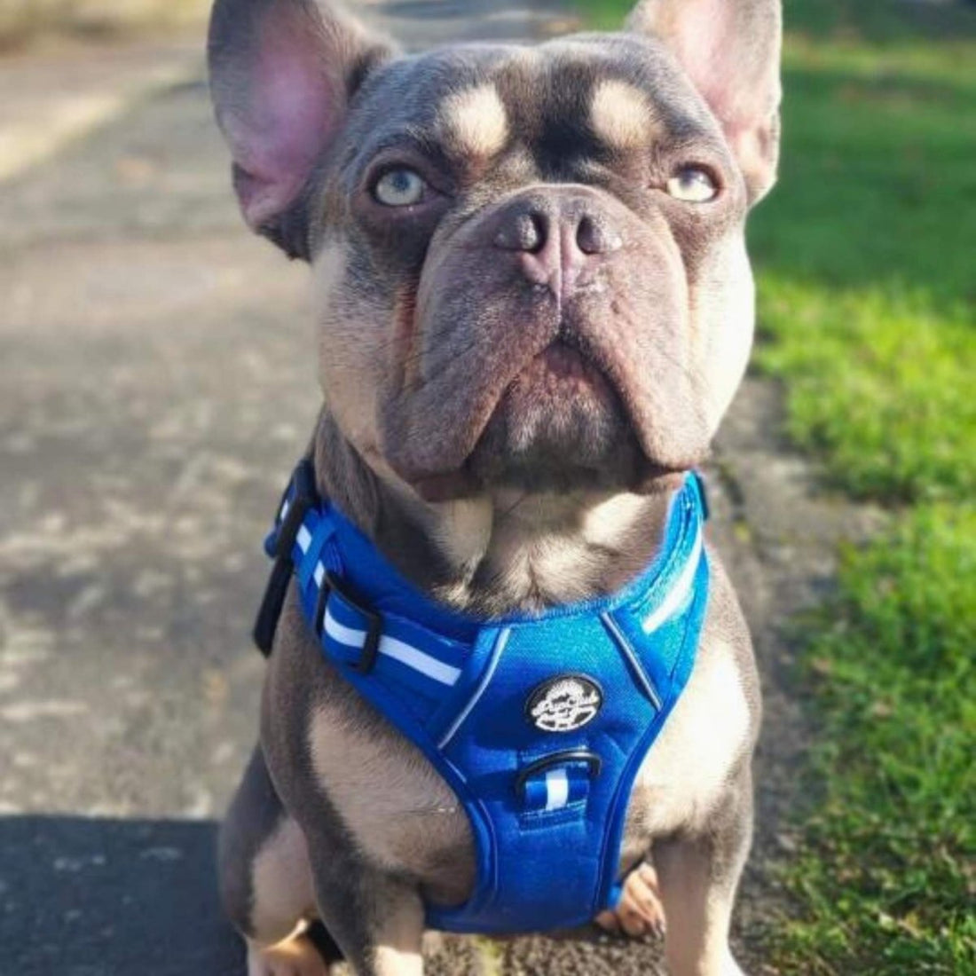 Rugged Rover No Pull Dog Harness - Pupclub Couture