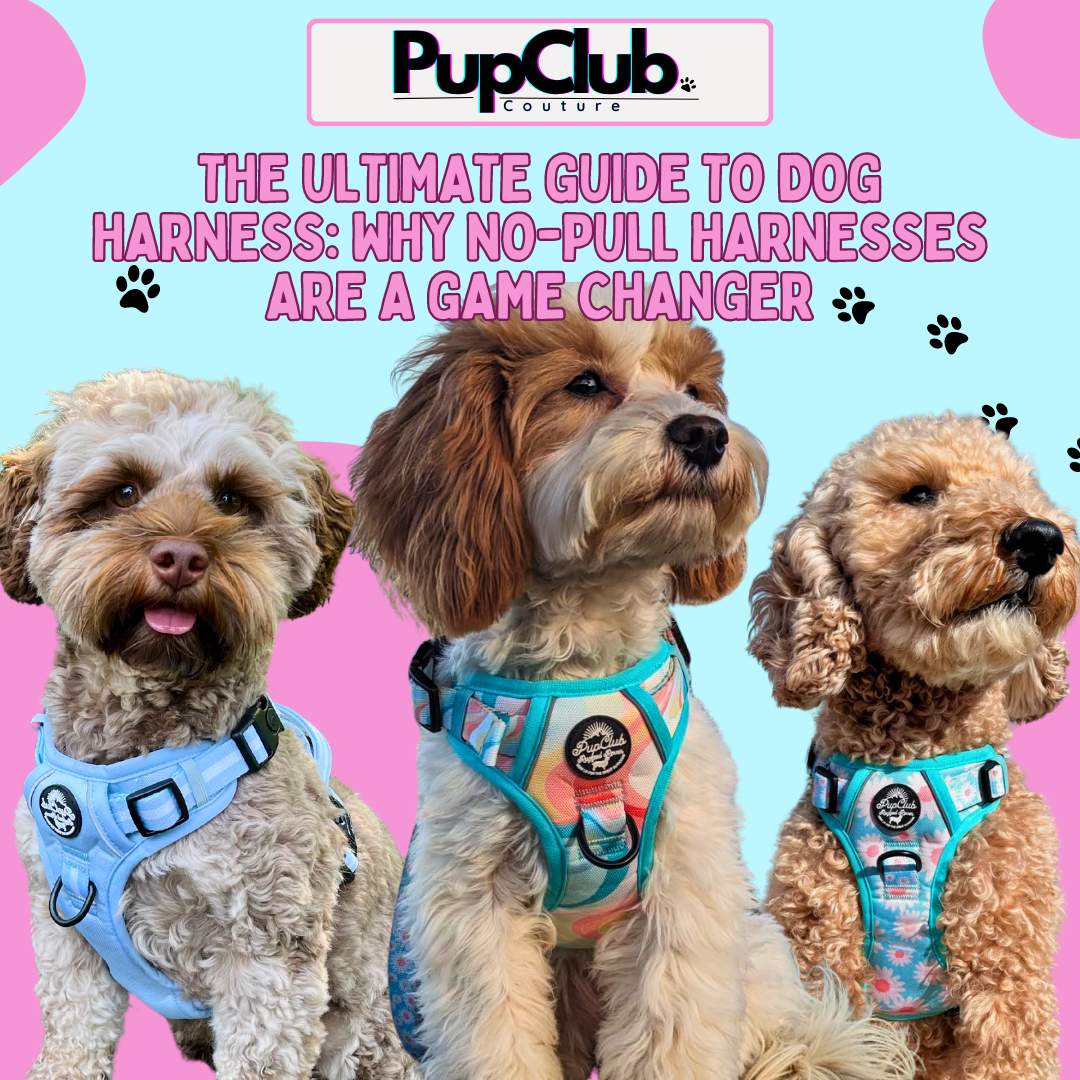 The Ultimate Guide To Dog Harnesses - PupClub Couture
