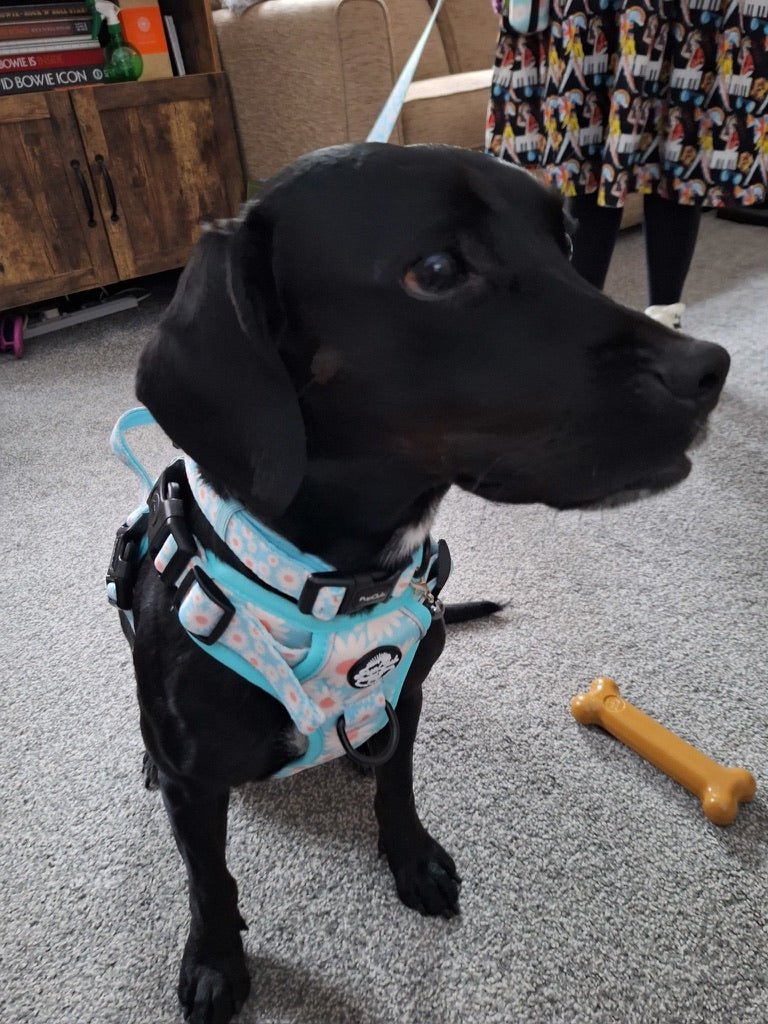 black lab wearing Pupclub Coutures Rugged Rover dog harness - Pastel Daisy