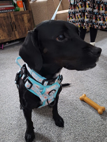 black lab wearing Pupclub Coutures Rugged Rover dog harness - Pastel Daisy