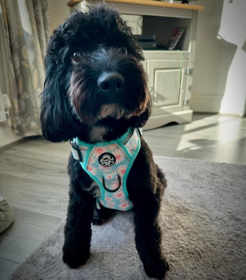 Cockapoo wearing rugged rover dog harness - pupclub couture 