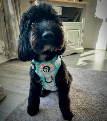 Cockapoo wearing rugged rover dog harness - pupclub couture 